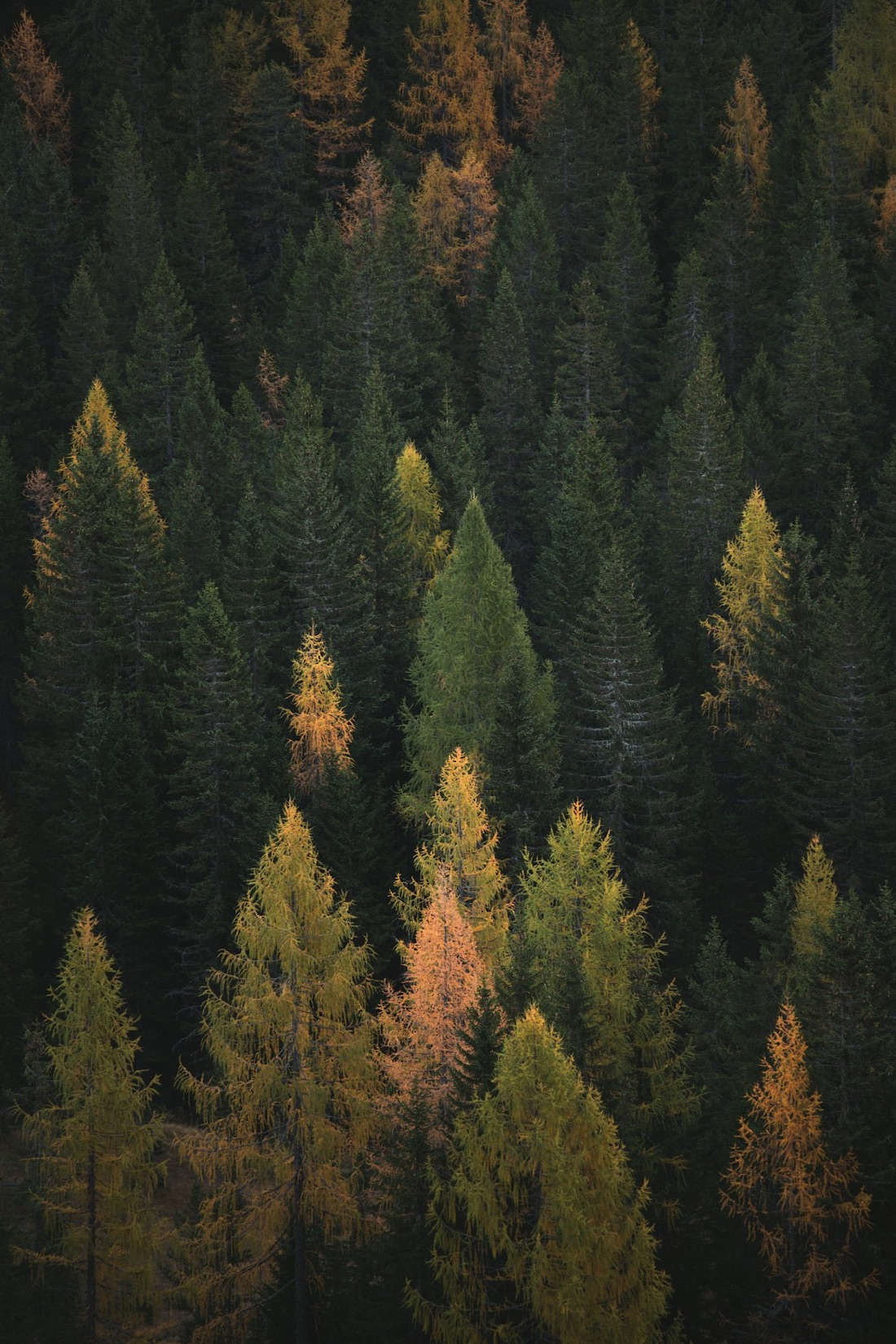 Autumn forest with warm orange and green foliage